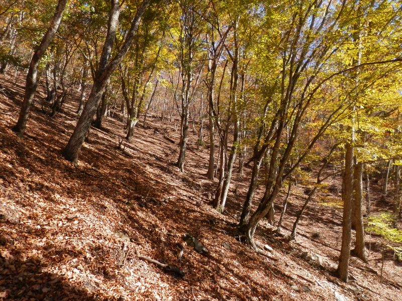 登山路が尾根から右に逸れて、檜平に向かう