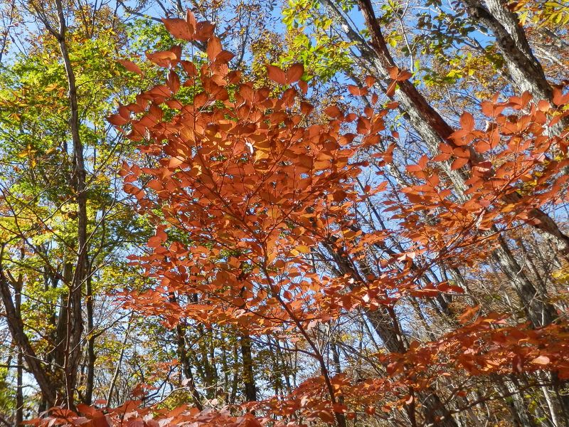 男坂の紅葉は、わずかしかなかった