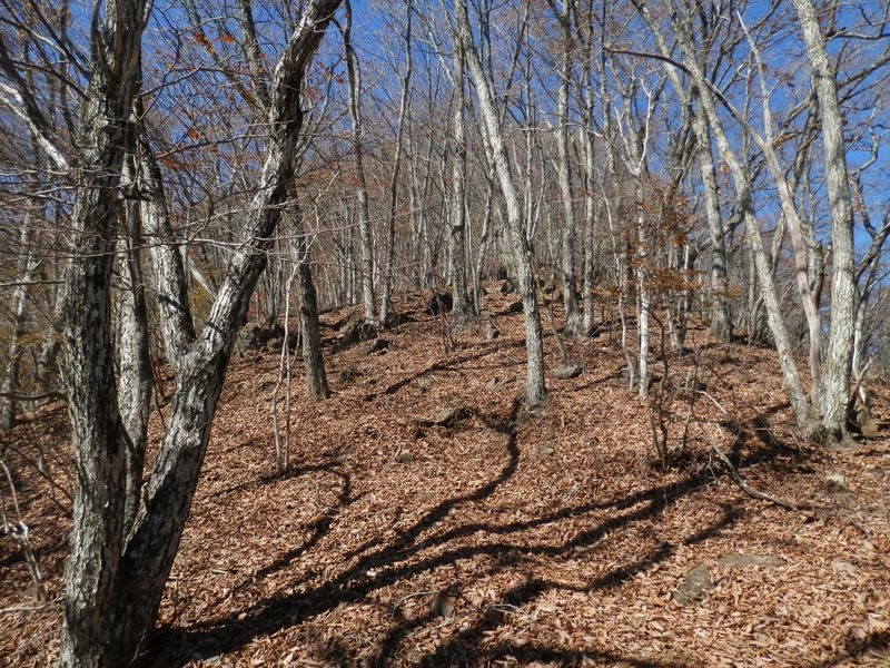 すっかり落葉した木ばかりの男坂