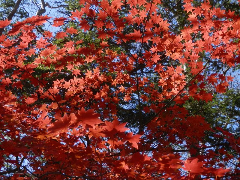 女坂を合わせた後、見事なモミジがあった