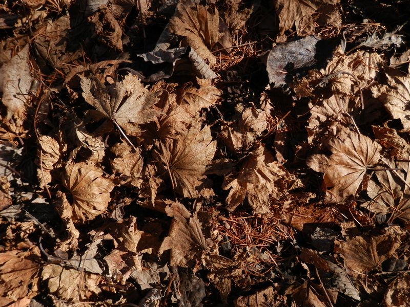 カエデ類は、すでに落葉