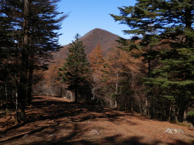 防火帯からは、端正な姿の大谷ヶ丸