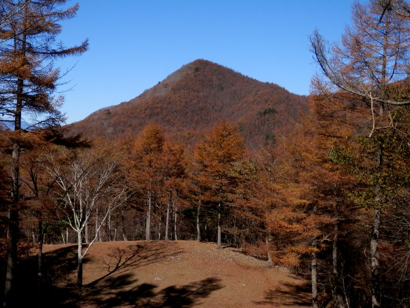 大谷ヶ丸はカラマツの色