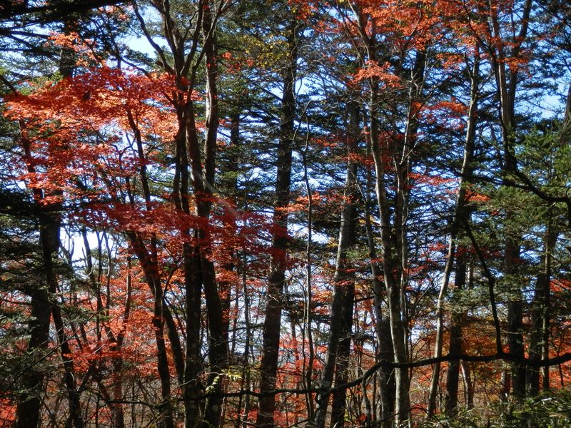 紅いモミジと緑のツガ