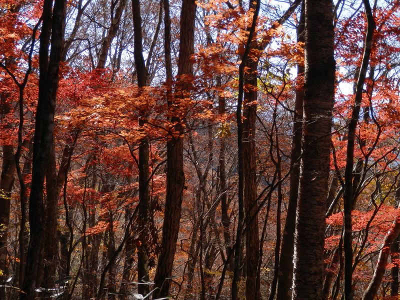 見事な紅葉は防火帯の南側に集中