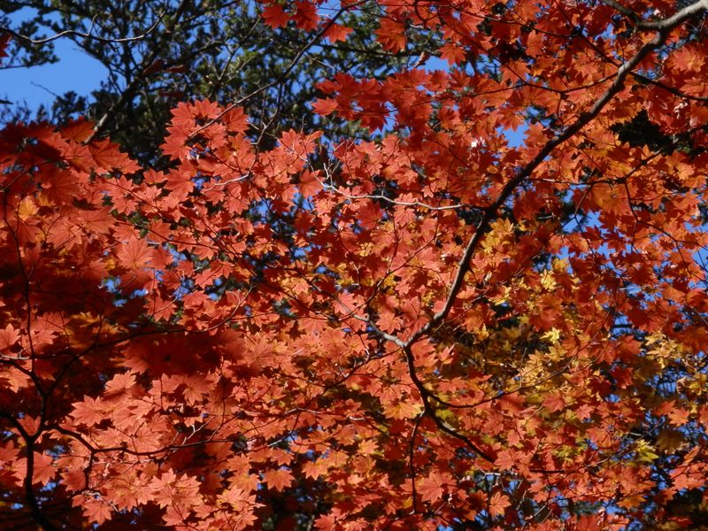 ♪手のひらを太陽に…♪