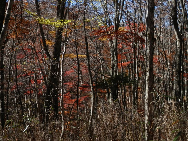 密植、混植、かつ日当たりがよいと、癒しの森