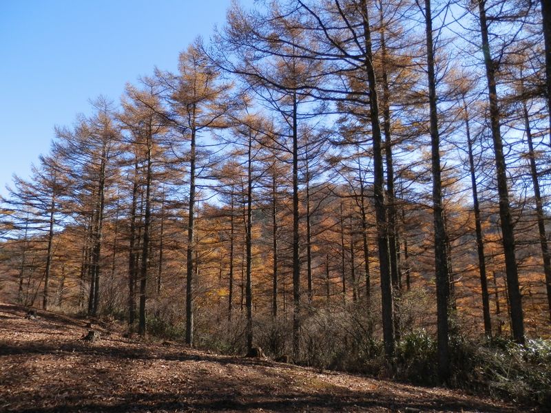 カラマツ林の向こうの滝子山にお別れ