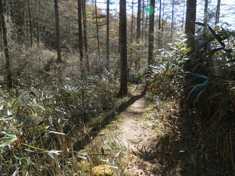 クマザサの道をしばらく歩く