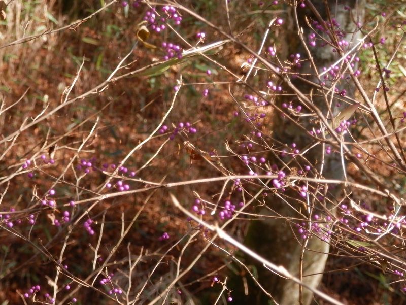 ムラサキシキブ