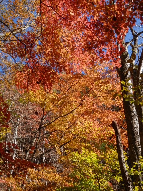 「いろいろ」とは色が様々であること