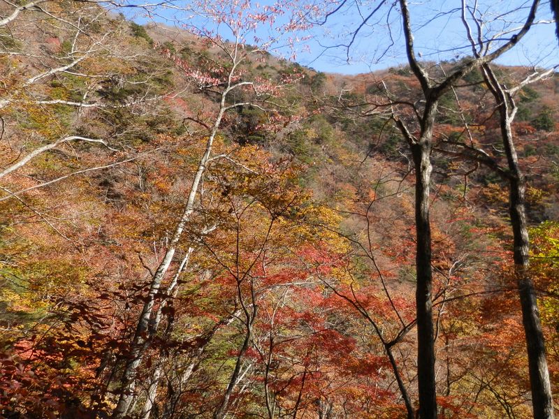 錦秋とはよく言ったものだと思う