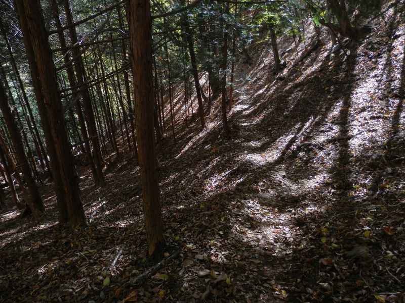 打って変わって、杉と檜の森になった