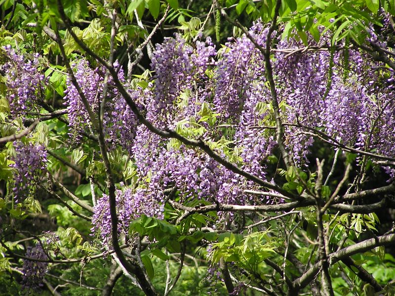 滝子山 -- ヤマフジ