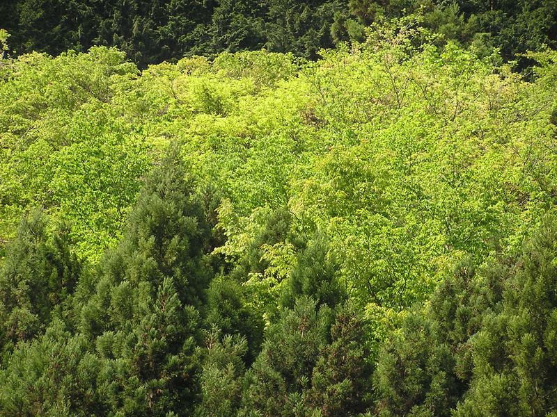 滝子山 -- 新緑の海