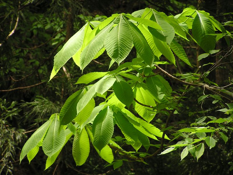 滝子山 -- 天狗の団扇のようなトチノキの葉