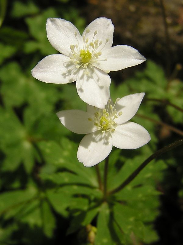滝子山 -- ニリンソウです
