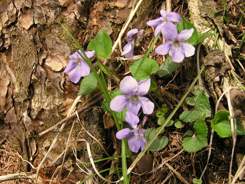 滝子山 -- なかなか美しいスミレ色が再現できない