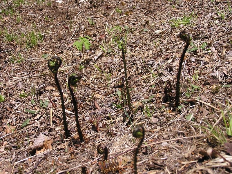 滝子山 -- ゼンマイ