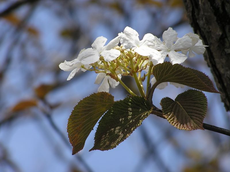 滝子山 -- ムシカリ