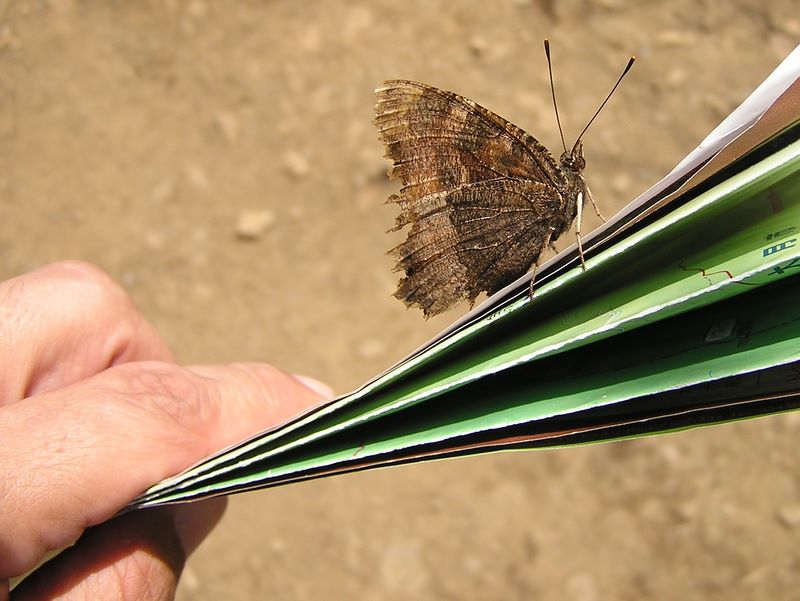 滝子山 -- 地図とヒオドシチョウ