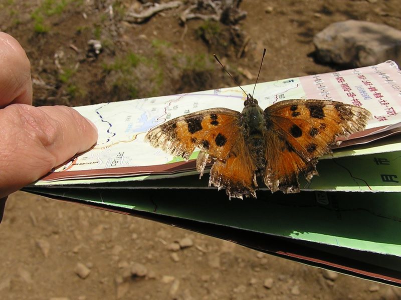 滝子山 -- かなりボロになったヒオドシチョウ