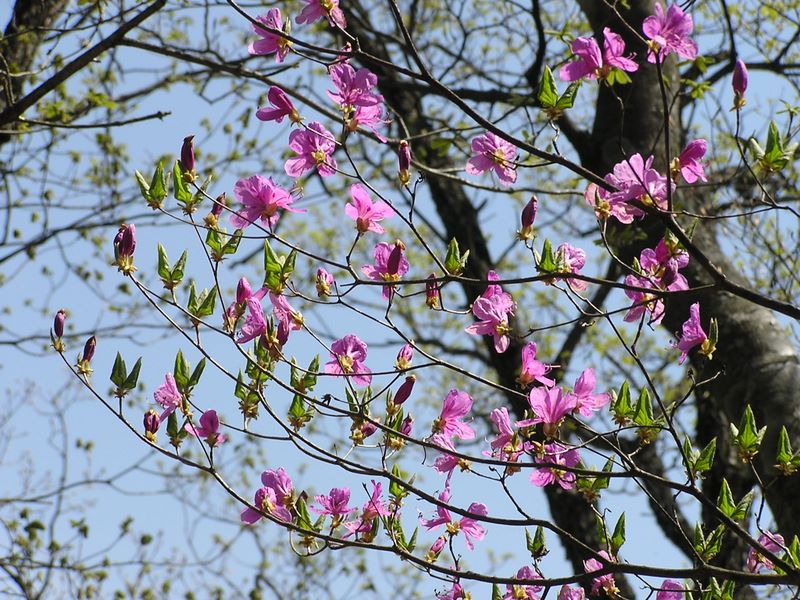 滝子山 -- ミツバツツジ