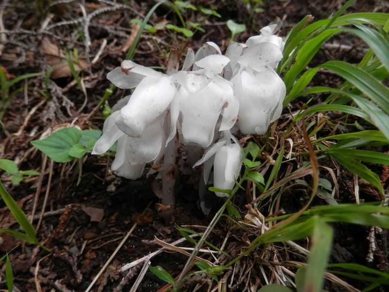 ギンリョウソウ