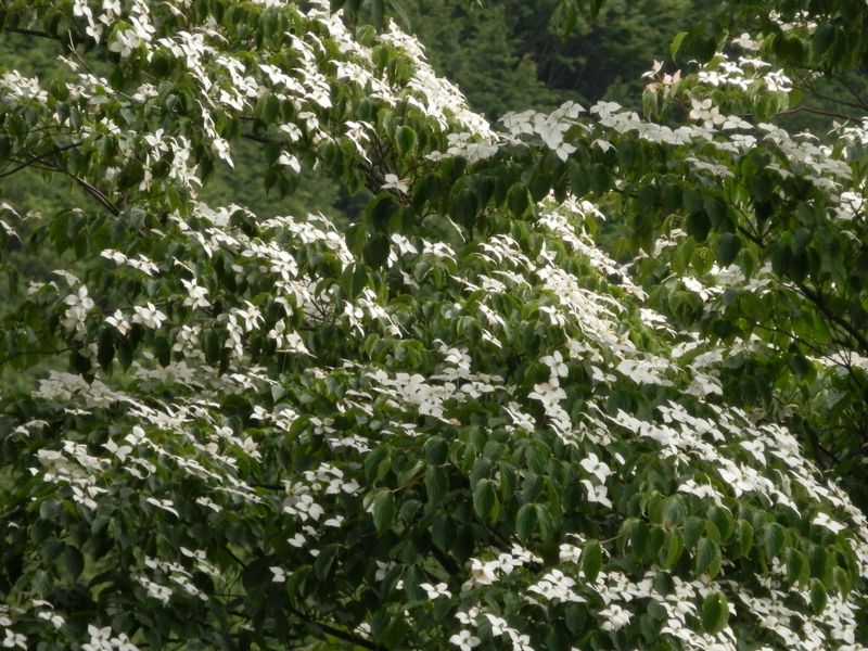 ヤマボウシの花