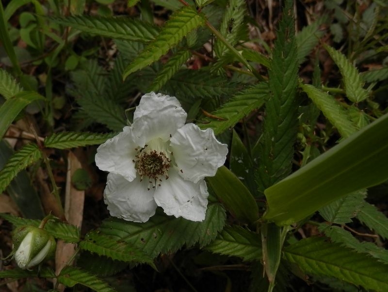 バライチゴの花