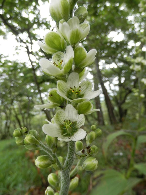 バイケイソウの花