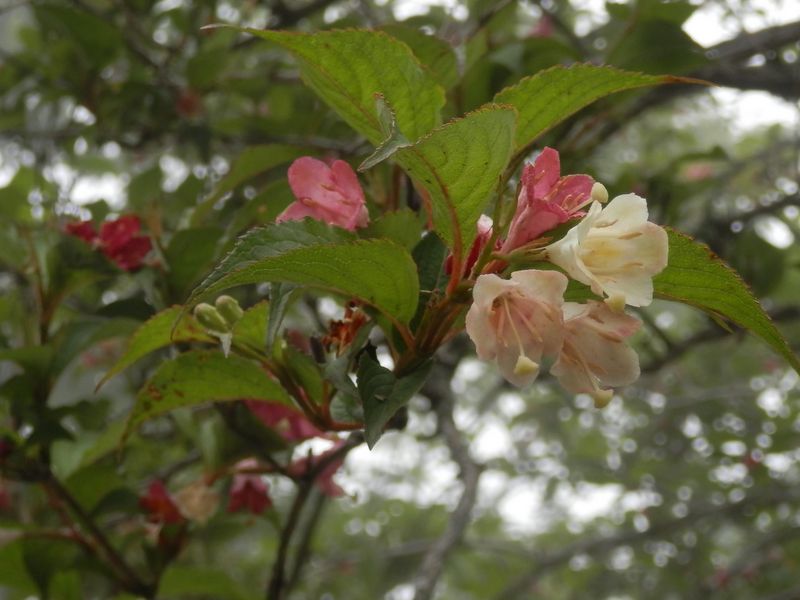 ニシキウツギ（塔ノ岳）の咲き残り