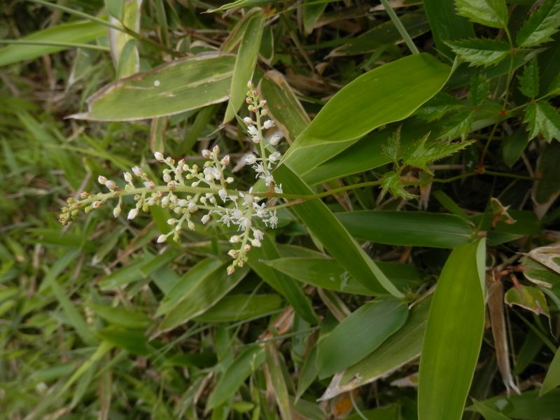 フジアカショウマ