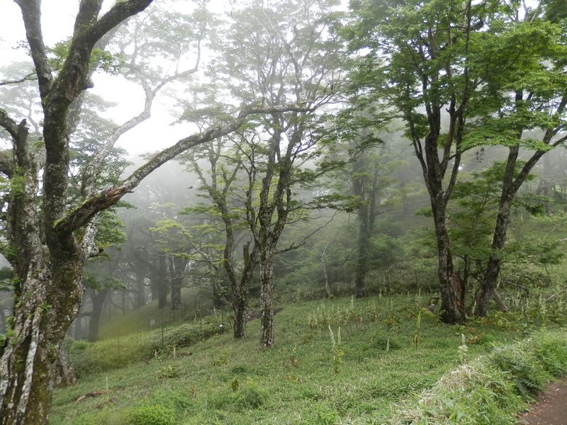 自然林を見ながら気分よく歩く