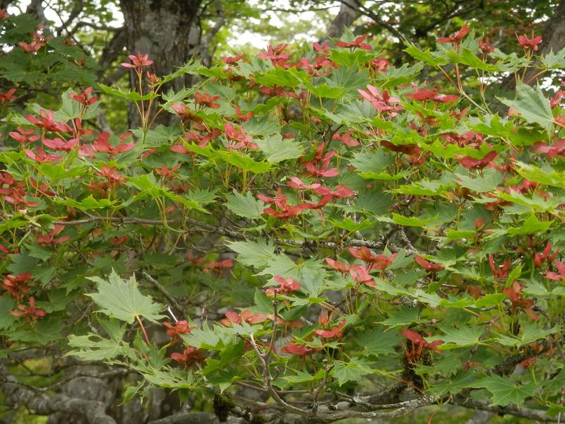 オオイタヤメイゲツ（？）の種