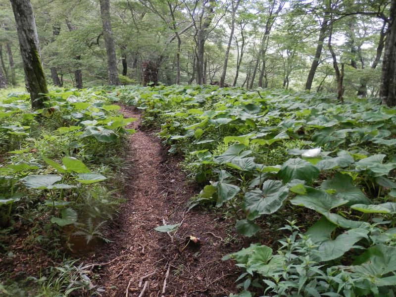丹沢三峰 -- マルバダケブキの群落