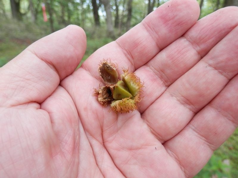 ブナの実