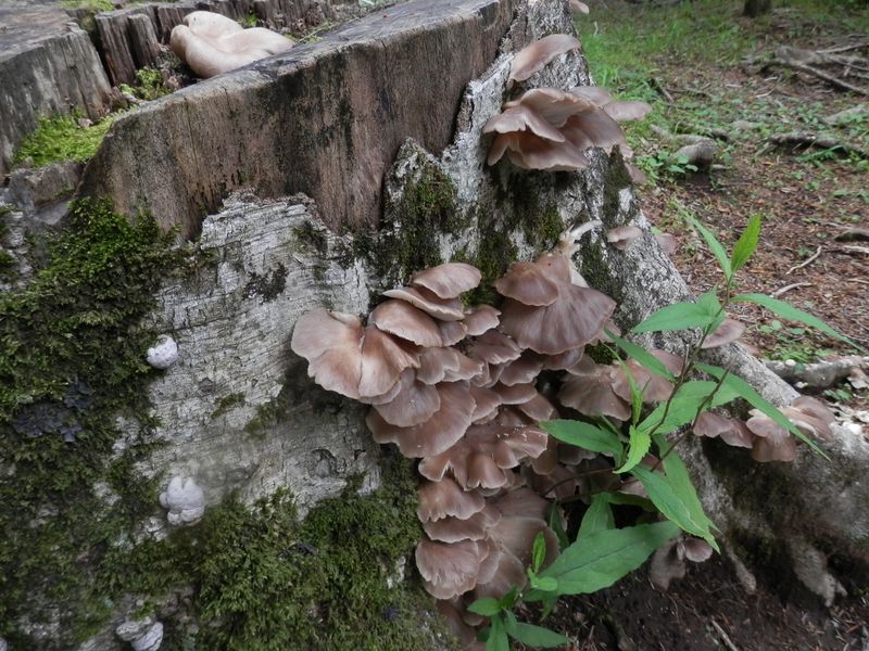 丹沢三峰 -- 瑞々しいキノコ