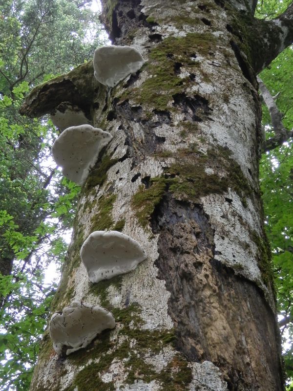 大きなサルノコシカケ
