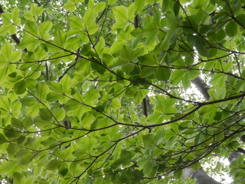 ゴヨウツツジの葉