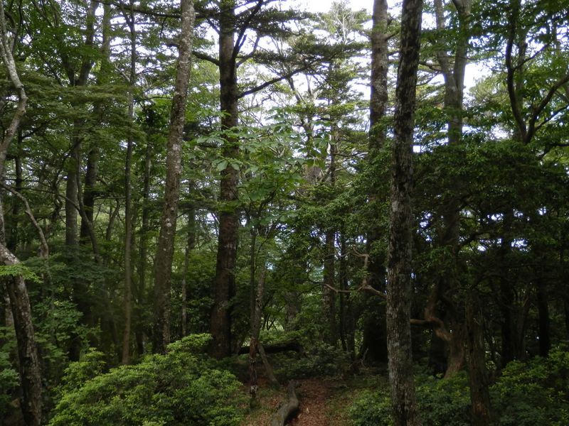 無名ノ頭の混合樹林