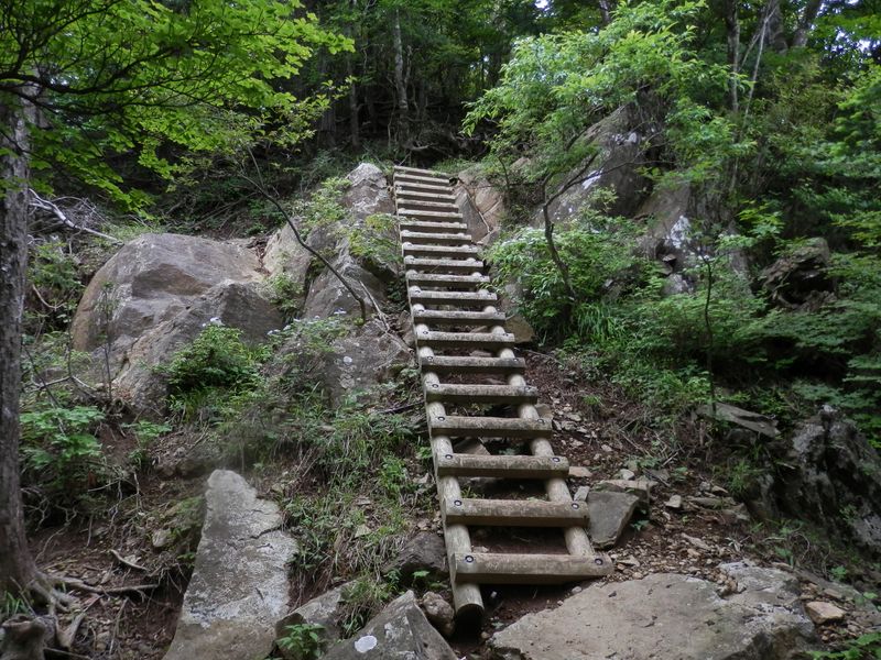 本間の頭のすぐ手前のハシゴ