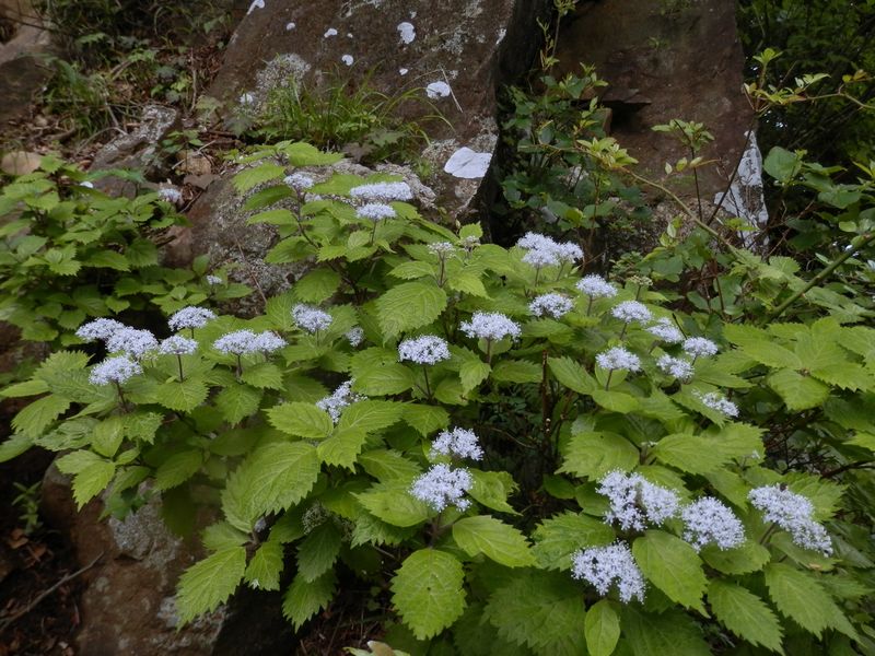 丹沢三峰 -- 岩場のコアジサイ