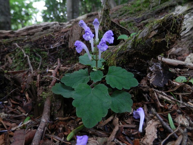 オカタツナミソウ