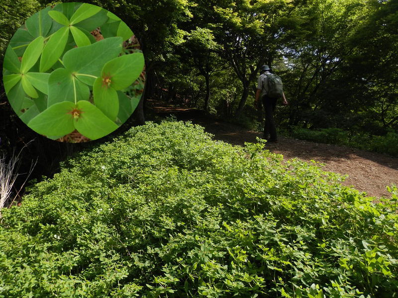 鹿が食べないナツドウダイが繁殖中
