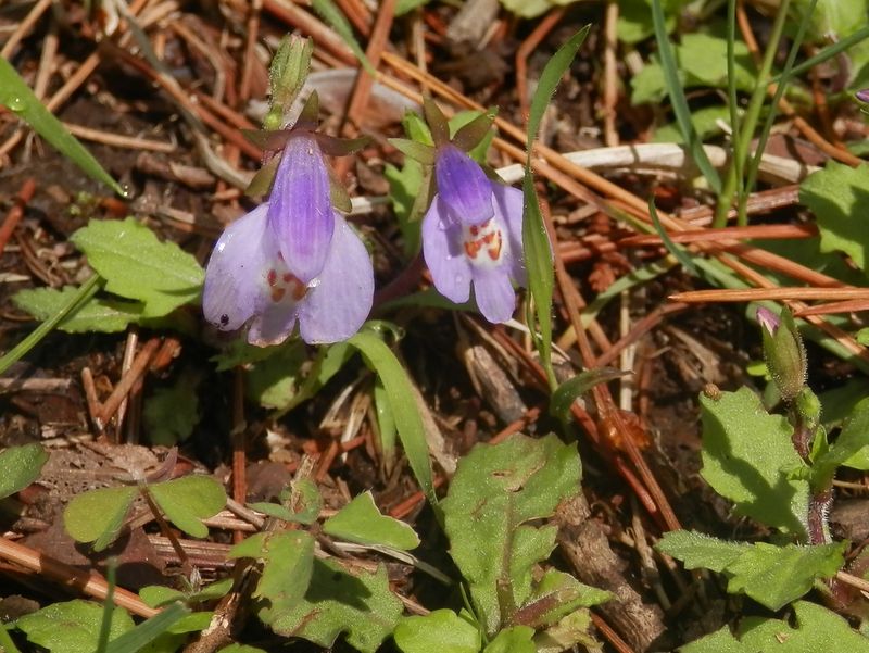 ムラサキサギゴケ