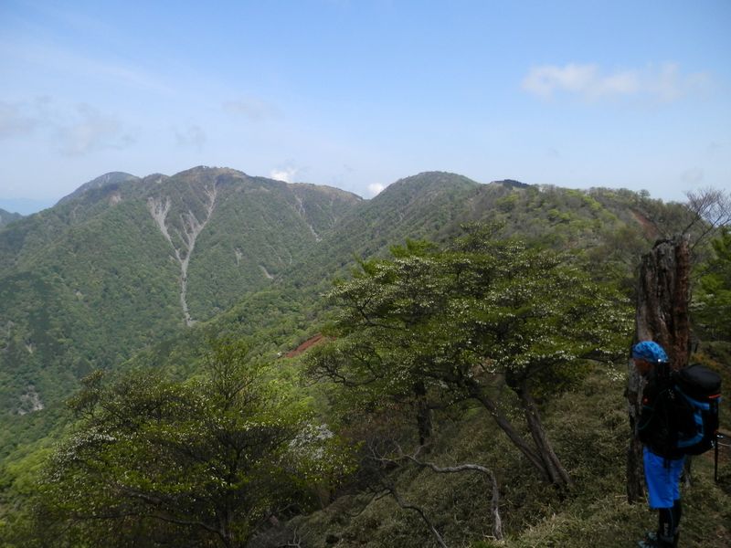 塔ノ岳北面のシロヤシオは、見頃まであと1週間だとか