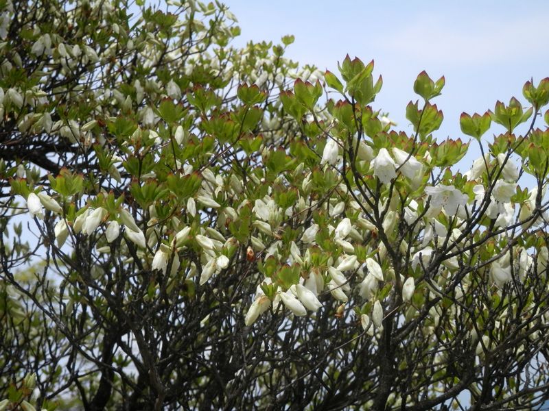半開きのシロヤシオ
