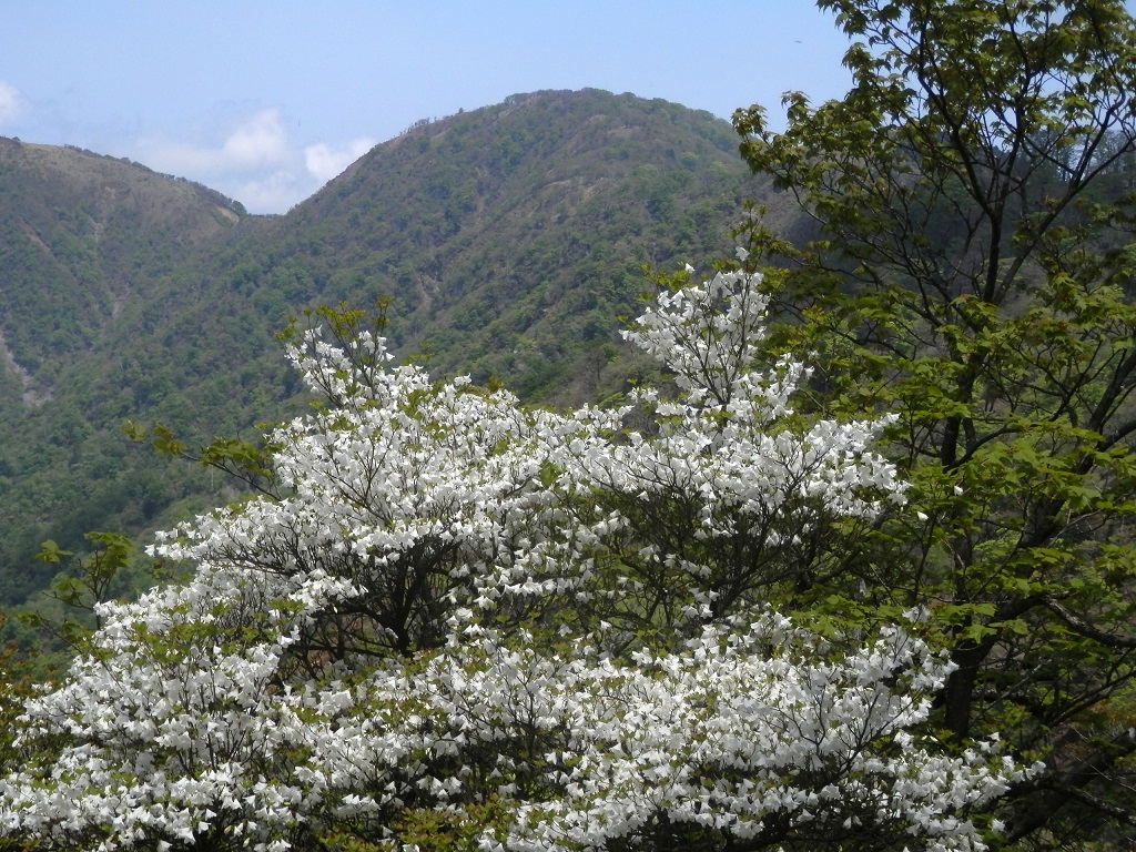 この木が最もよく咲いていた