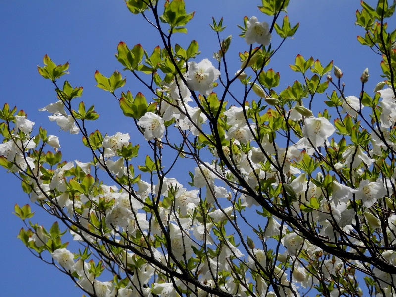 葉も花も、まだためらっている